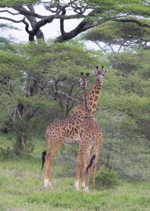 Serengeti-9826.jpg