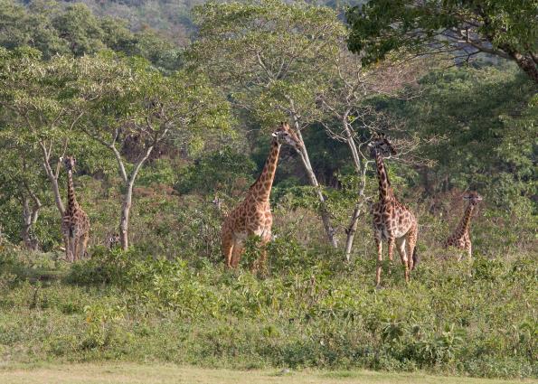 Arusha-6496.jpg - More Giraffes in the trees