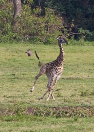Arusha-6530.jpg - Young Giraffe running