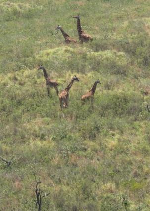 Arusha-6734.jpg - Hills filled with giraffes