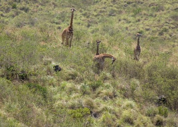 Arusha-6773.jpg - Hills filled with giraffes