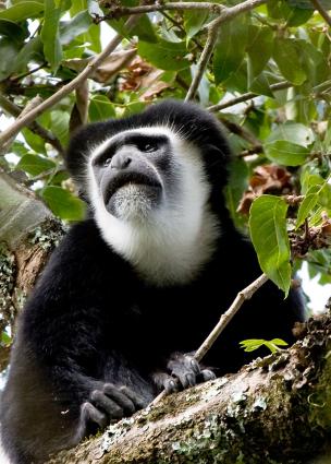 Arusha-6943.jpg - Black and White Colobus monkey