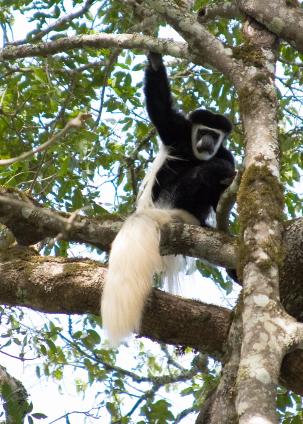 Arusha-6979.jpg - Black and White Colobus monkey