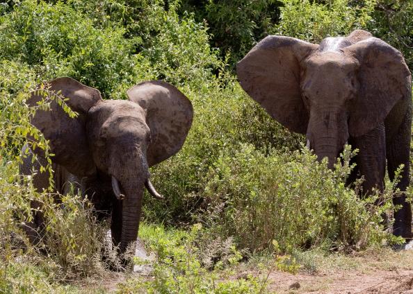 Mamyara-4149.jpg - Elephants bathing in the mud
