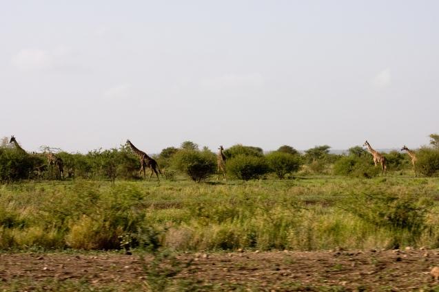 Zanzibar-4485.jpg - field along the main highway (giraffes are that common)