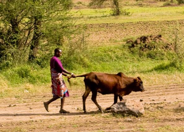 Zanzibar-4627.jpg - Maasi and their cow along the main road