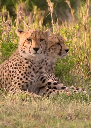 Serengeti-0009.jpg - a cheetah pose