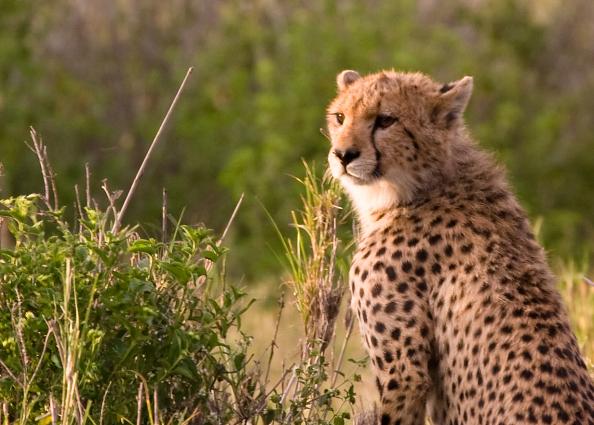 Serengeti-0013.jpg - another cheetah pose
