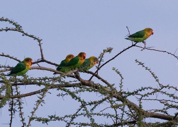 Serengeti-0140.jpg - Fischer's Lovebird