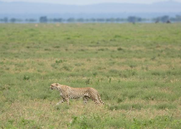 Serengeti-8760.jpg - Another Cheetah