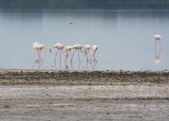 Serengeti-8816.jpg - Flamingos On Ndutu Lake