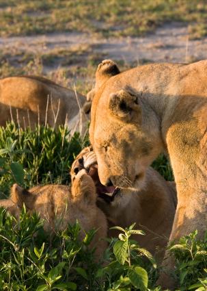 Serengeti-9172.jpg - Morning and the girls are waking up...