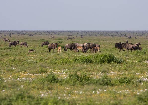 Serengeti-9293.jpg - Serengeti, tons of animals