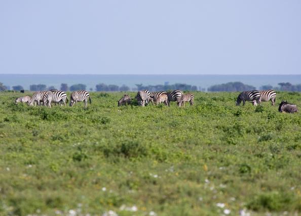 Serengeti-9297.jpg - zebras on the serengeti