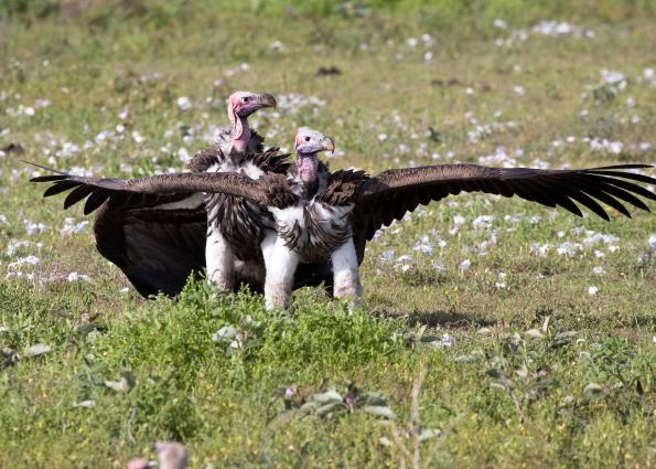 Serengeti-9365.jpg - hungry vultures