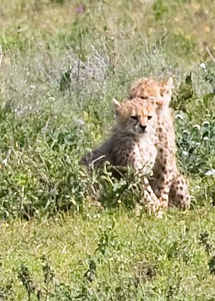 Serengeti-9458.jpg - two of the  cheetah babies