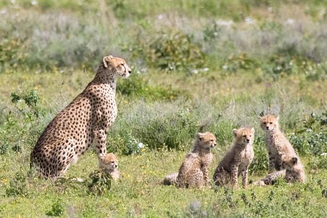 Serengeti-9478.jpg - Mama and her babies