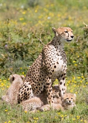 Serengeti-9596.jpg - Mom and the hungry kids