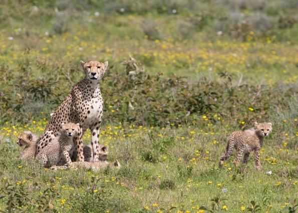 Serengeti-9605.jpg - Mom and the hungry kids(pose #4)