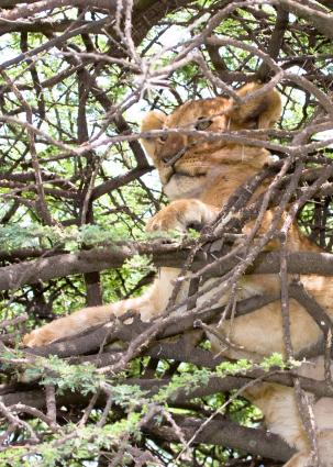 Serengeti-9753.jpg - the cubs like the tree...