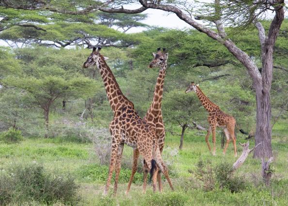 Serengeti-9819.jpg - these giraffe were fighting until a safari vehicle got too close