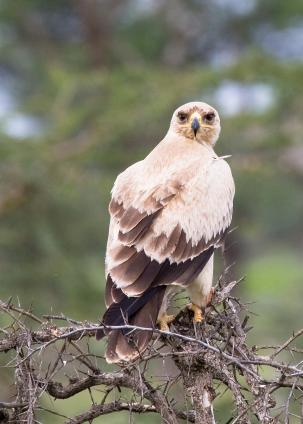 Serengeti-9908.jpg - Tawny Eagle