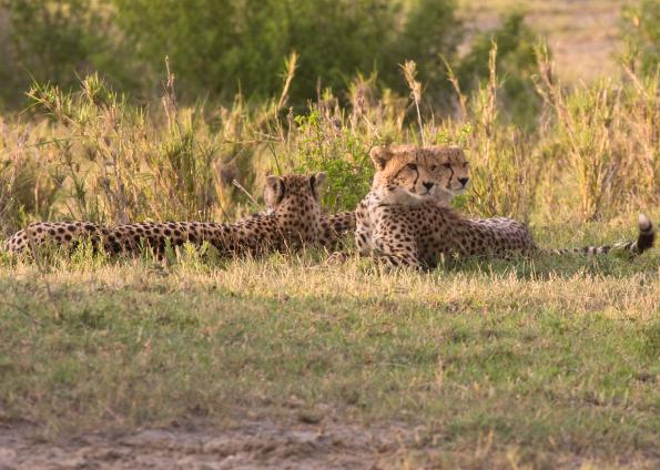 Serengeti-9963.jpg - Mom Cheetah and bigger cubs