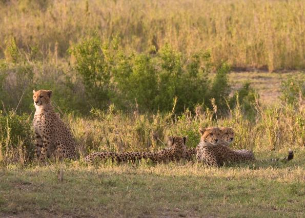 Serengeti-9964.jpg - cheetah and her older cubs