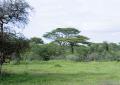 Serengeti-3389