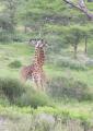 Serengeti-9817