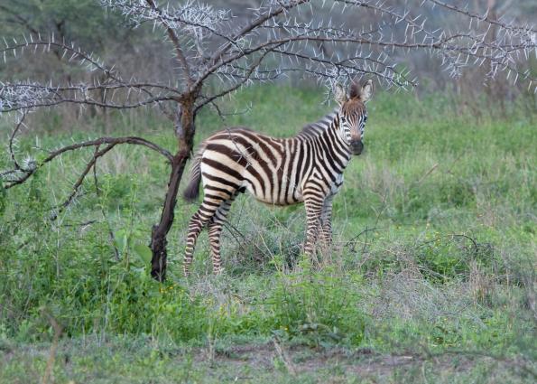 Serengeti-8992.jpg - aby Zebra at Ndutu Lodge