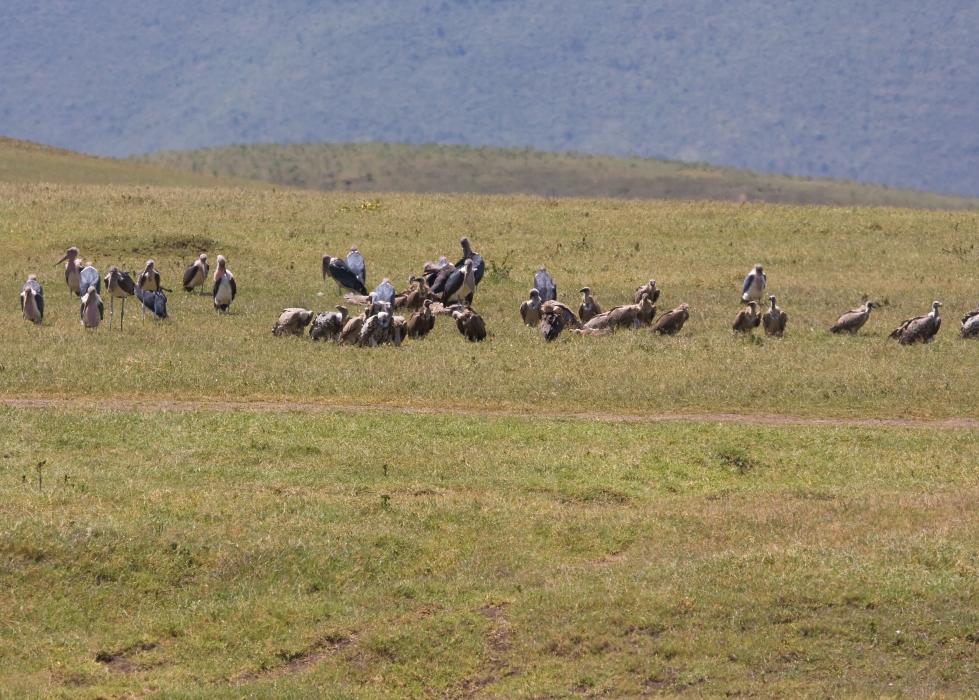 Ngorongoro-1118.jpg - The vultures are waiting!