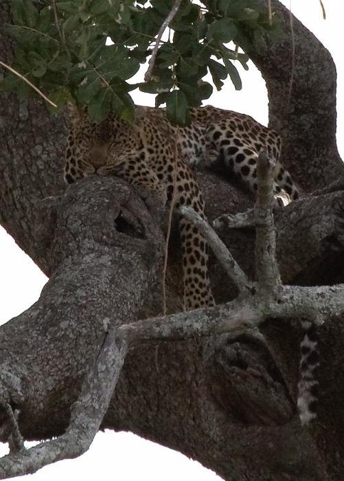 Serengeti-7570.jpg - Our first sleeping leopard in the Seronera Valley beside the river.