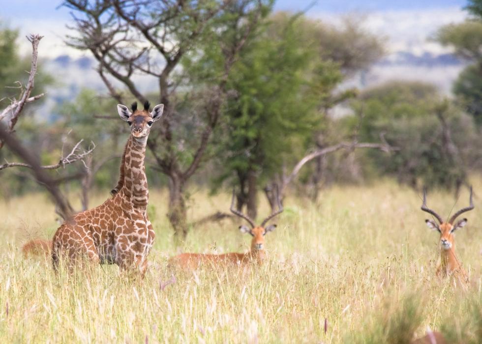 Serengeti-8160.jpg