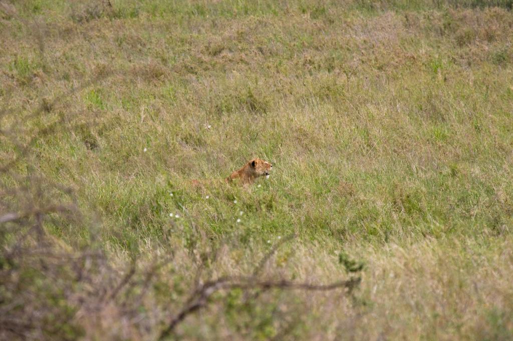 Serengeti-8442.jpg