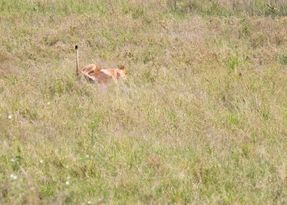 Serengeti-8458.jpg