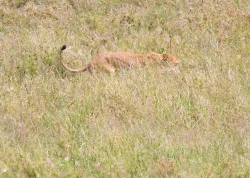Serengeti-8507.jpg