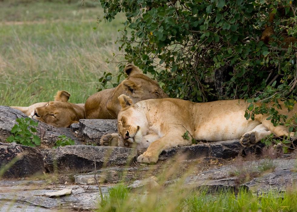 Serengeti-8575.jpg