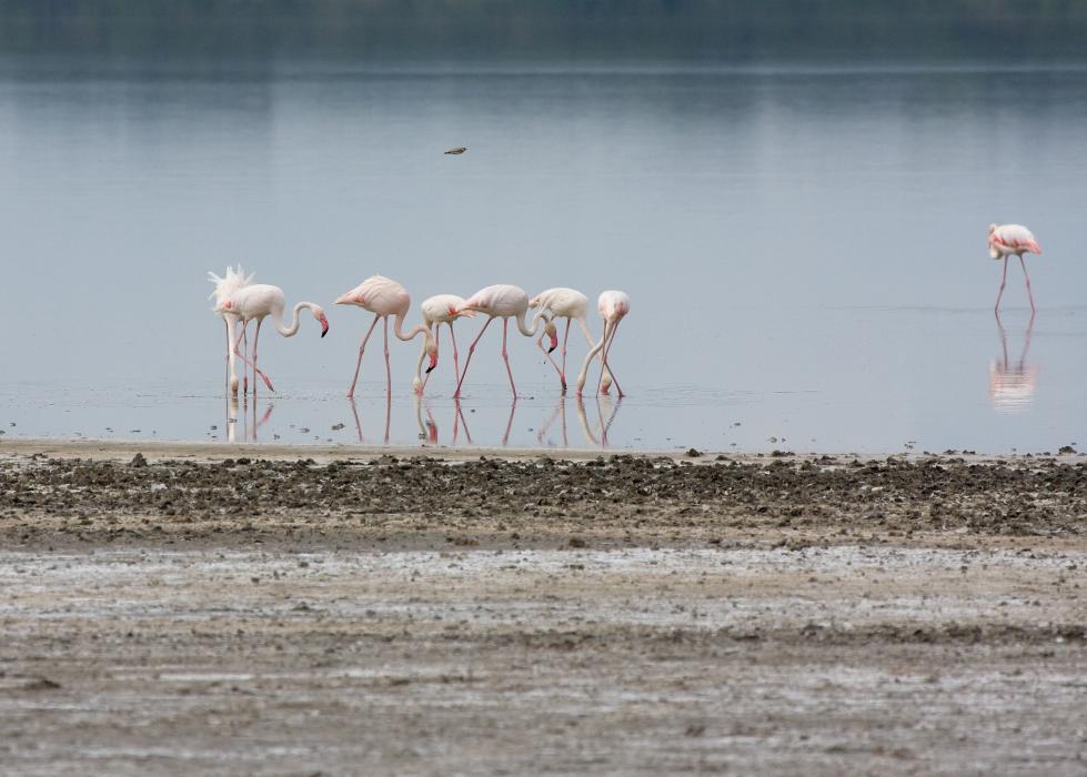 Serengeti-8816.jpg - Flamingos On Ndutu Lake