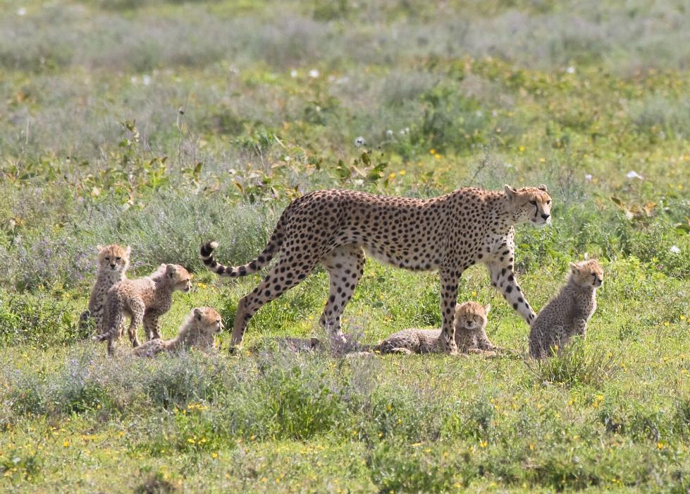 Serengeti-9485.jpg