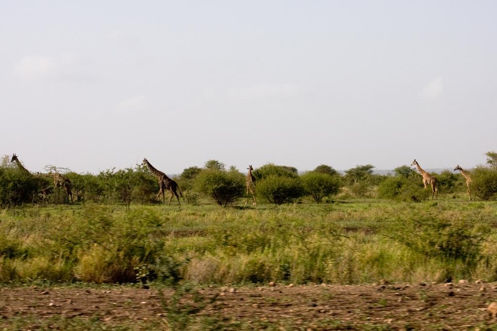 Zanzibar-4485.jpg - Giraffe just out in the distance along the highway