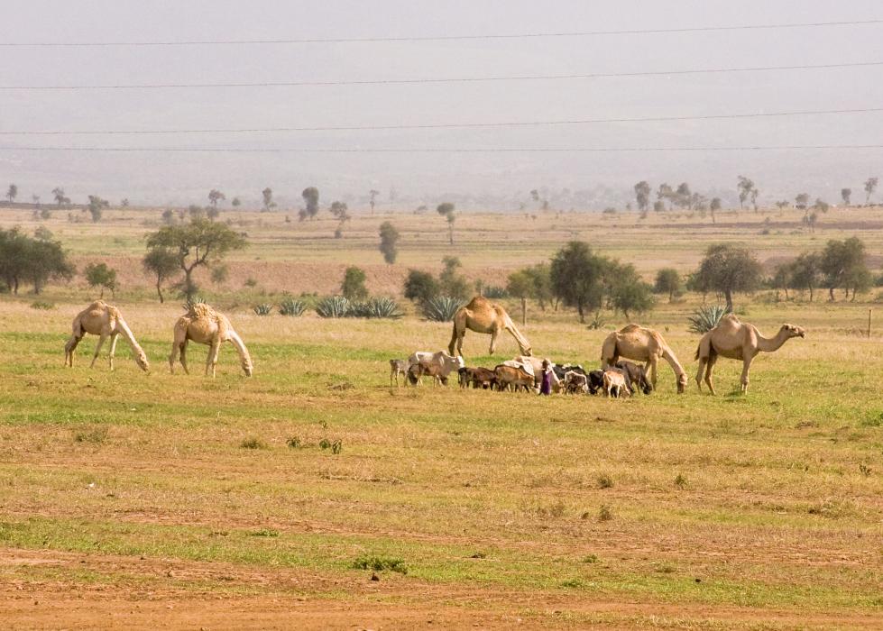 Zanzibar-4643.jpg - Camels in Tanzania