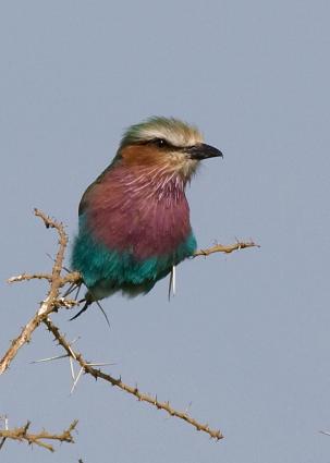 Serengeti-7133.jpg - Lilac-breasted Roller