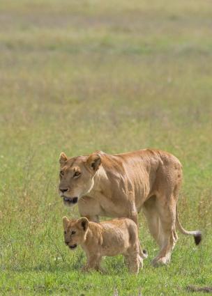 Serengeti-7223.jpg - Mom and cub