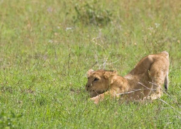 Serengeti-7233.jpg - the cub