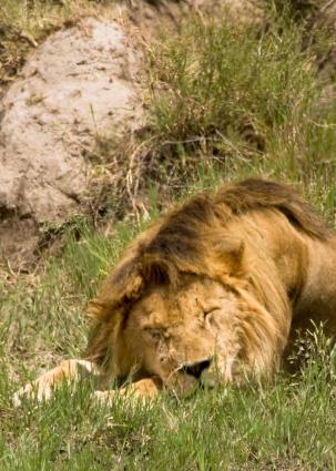 Serengeti-7444.jpg - Sleepy.....