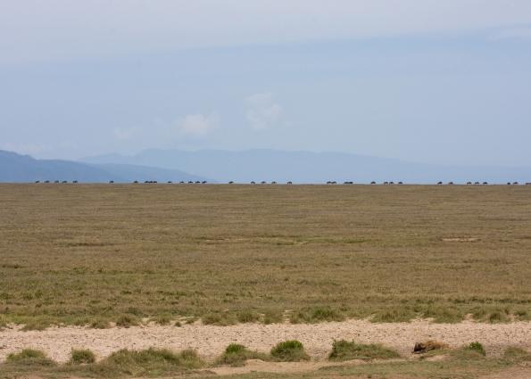 Serengeti-7497.jpg - Wildebeest walking in single file on the horizon.