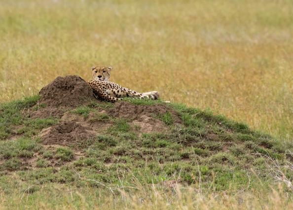 Serengeti-7544.jpg - Our first cheetah.