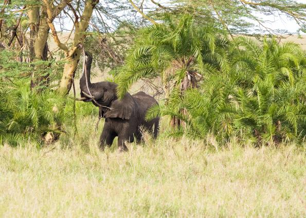 Serengeti-7588.jpg - Our first lone elephant.