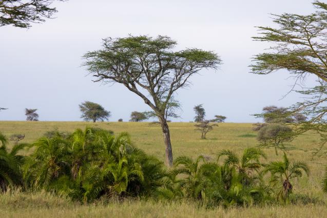Serengeti-7593.jpg - Palm trees along the river.